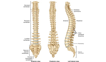 Spine Surgery